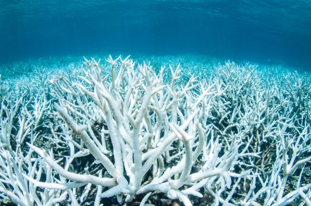 Coral Bleaching