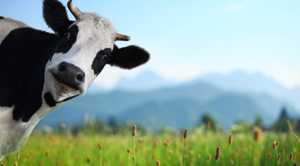 peeking cow