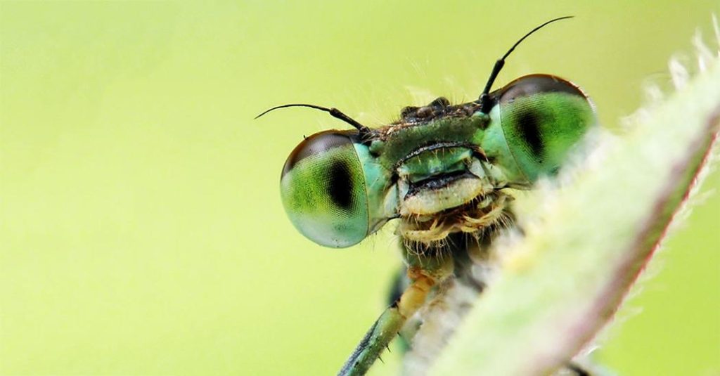 Insects