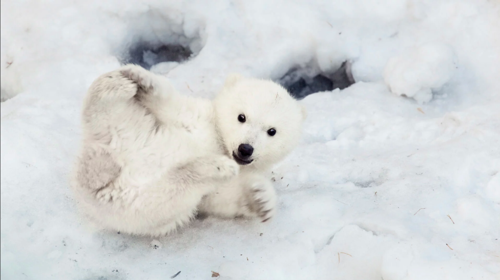 Polar Bear Day