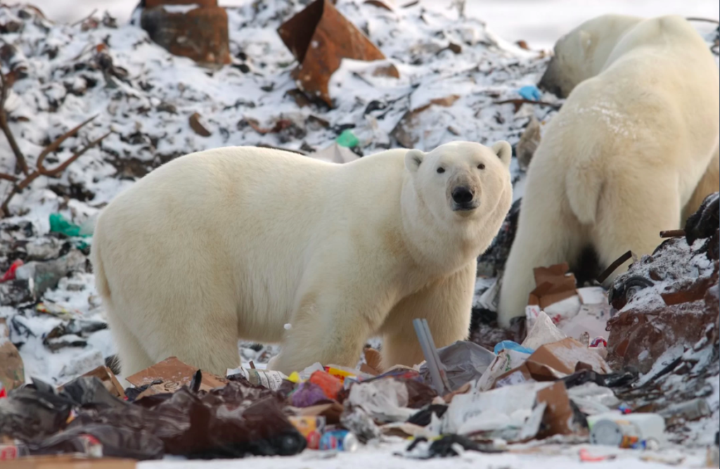 Polar Bears