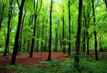 green-forest-trees.jpg.860x0_q70_crop-scale