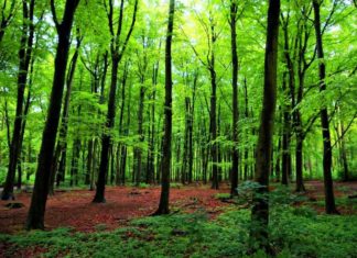 green-forest-trees.jpg.860x0_q70_crop-scale